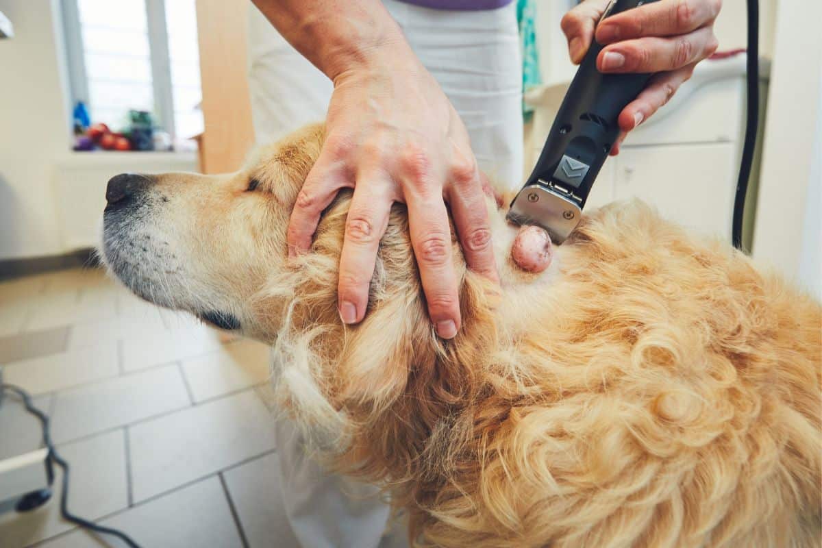 Tumor beim Hund: 3 Symptome, Behandlung & wann zum Tierarzt
