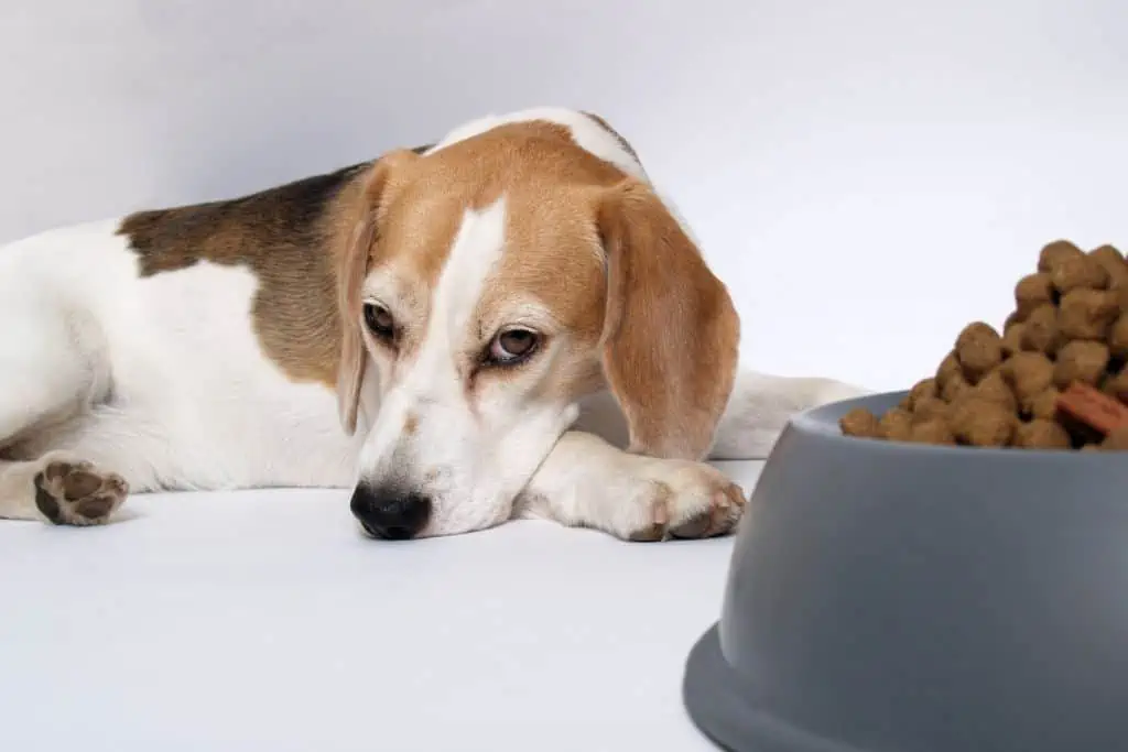 Welche Symptome für Vitamin-B12-Mangel beim Hund sind typisch?