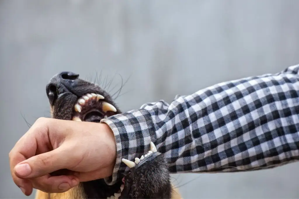 vom eigenen hund gebissen vertrauen weg