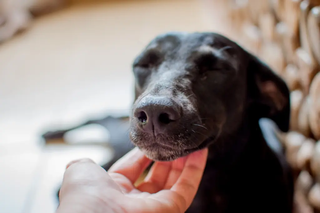 Was bedeutet es, wenn ein Hund eine warme Nase hat?