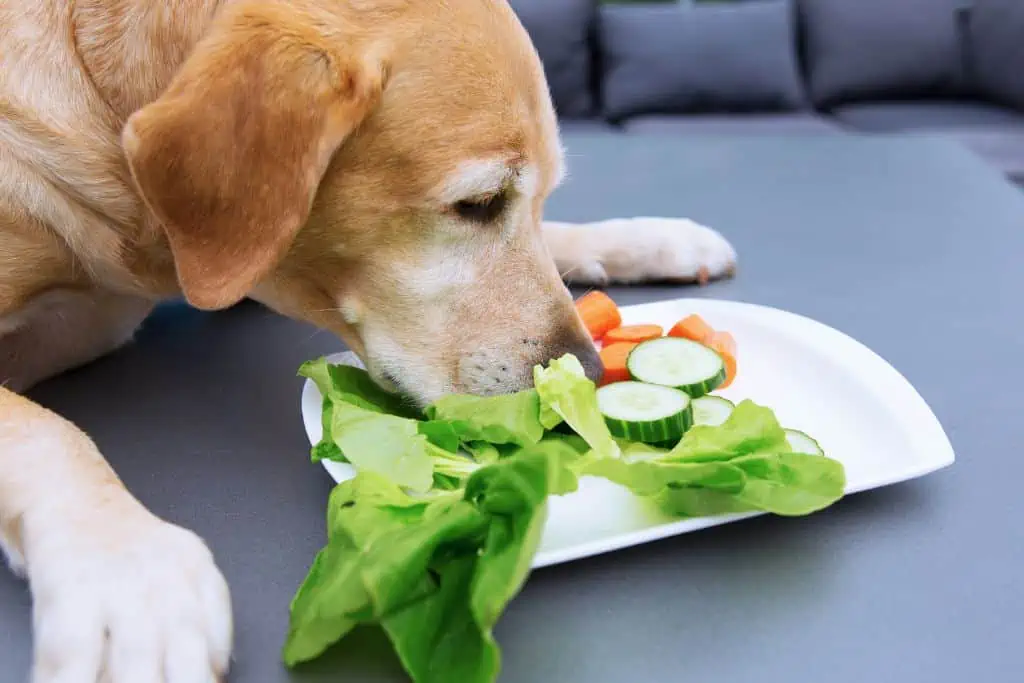 Welche Gemüsesorten sind für Hunde geeignet und welche nicht?