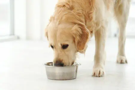 was darf ein hund mit niereninsuffizienz essen