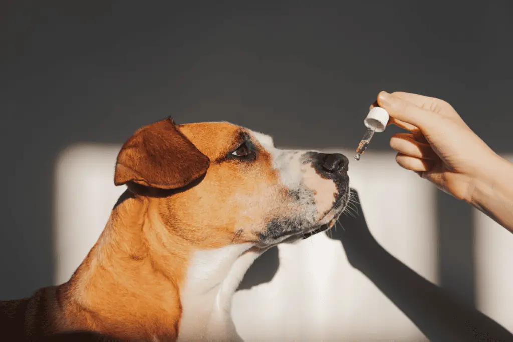 Richtige Anwendung und Dosierung von Öl bei Juckreiz beim Hund