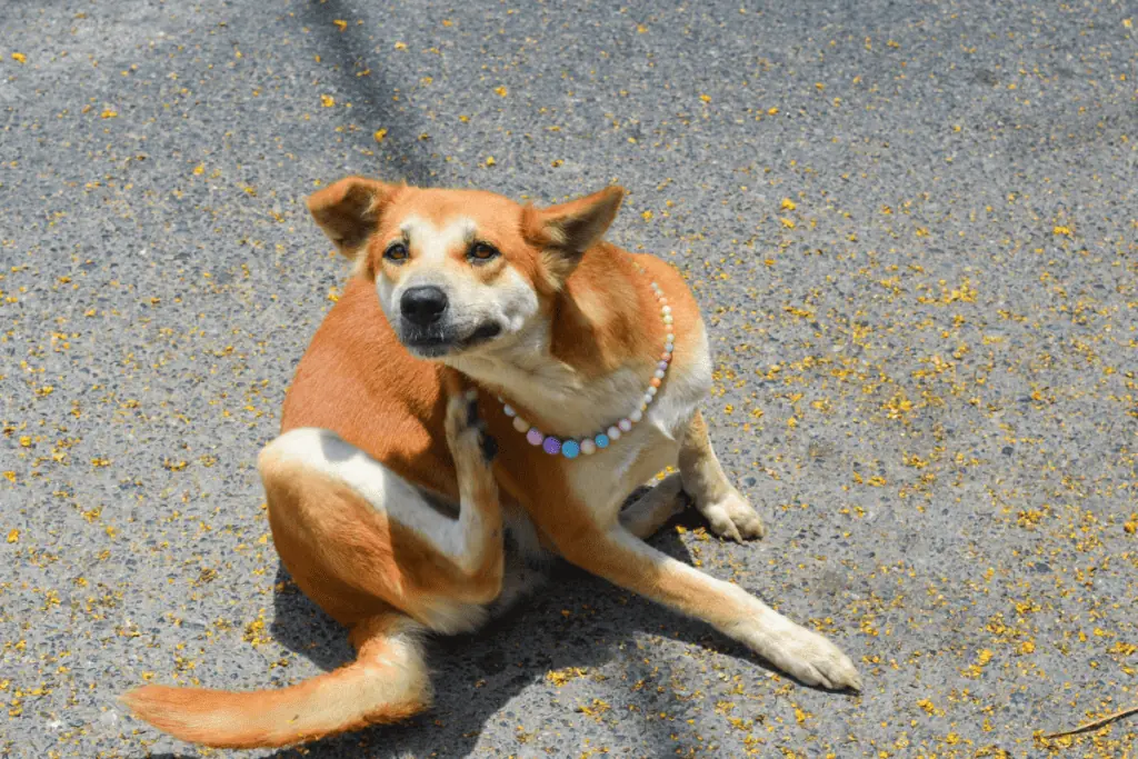 welches öl bei juckreiz hund