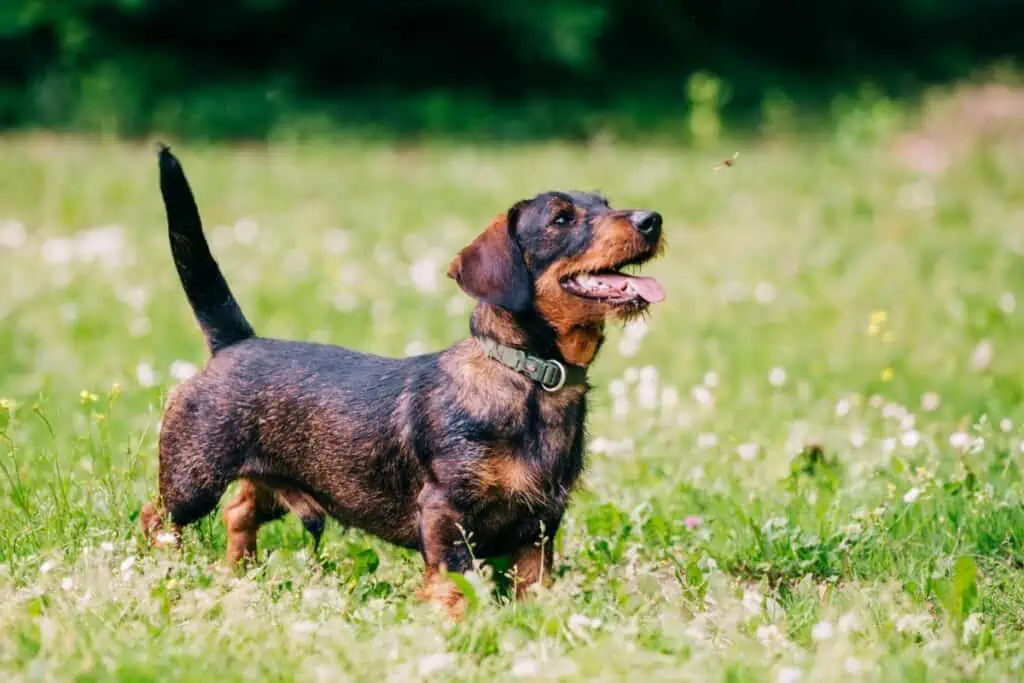 wespenstich hund