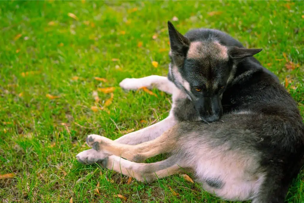 wie erkenne ich flöhe beim hund