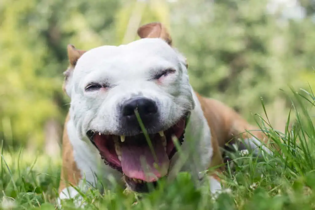 wie hört sich husten beim hund an