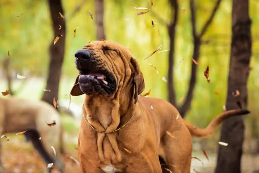 wie hört sich schnupfen beim hund an