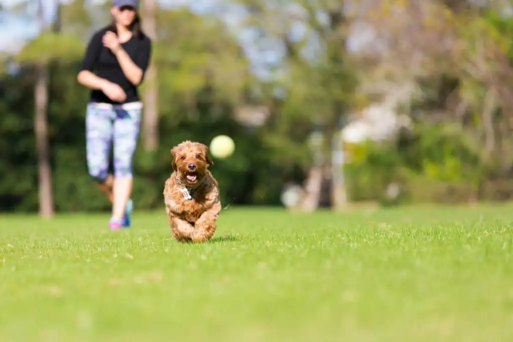 Wie kann man die Spaziergänge mit dem Hund abwechslungsreich gestalten?