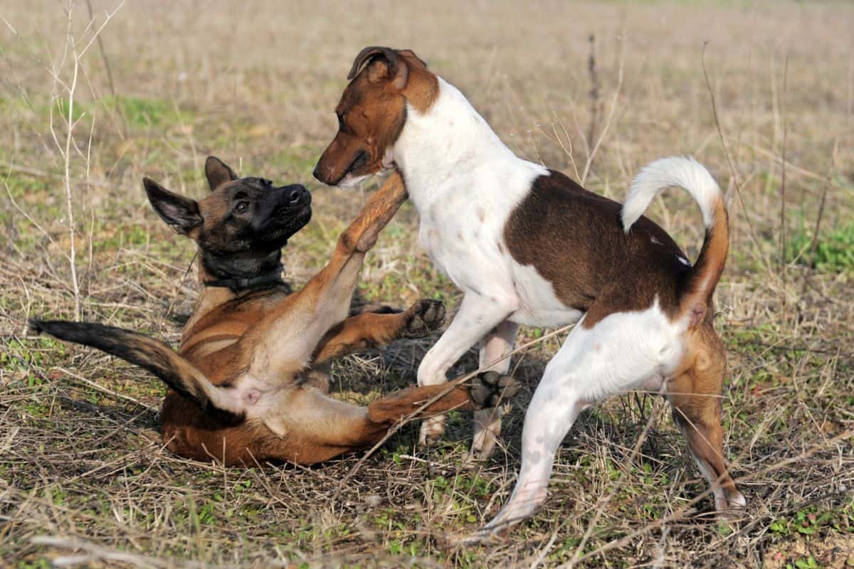 Wie zeigt ein Hund, dass er in der Rangordnung oben steht?