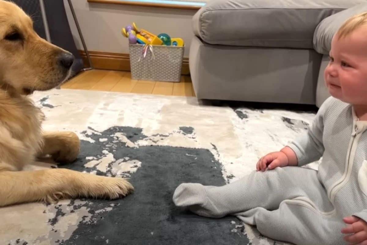 Golden Retriever bringt Baby zum Weinen wie süß er sich entschuldigt