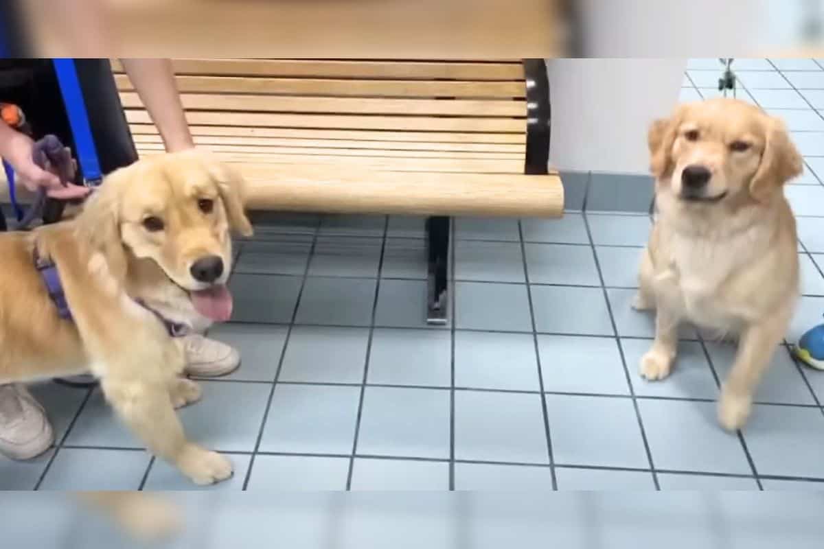 Hund verhält sich plötzlich komisch was der Tierarzt dann feststellt,