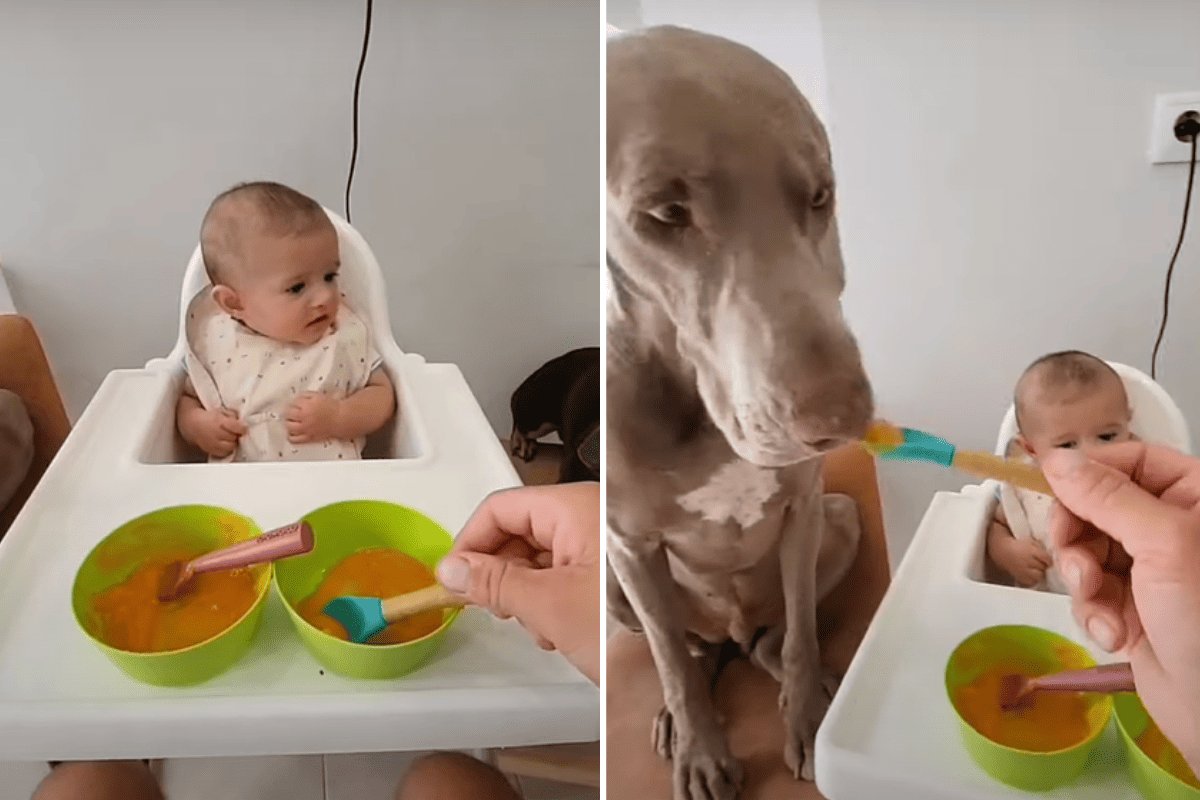 Baby soll lernen, Brei vom Löffel zu essen so lustig zeigen ihm die