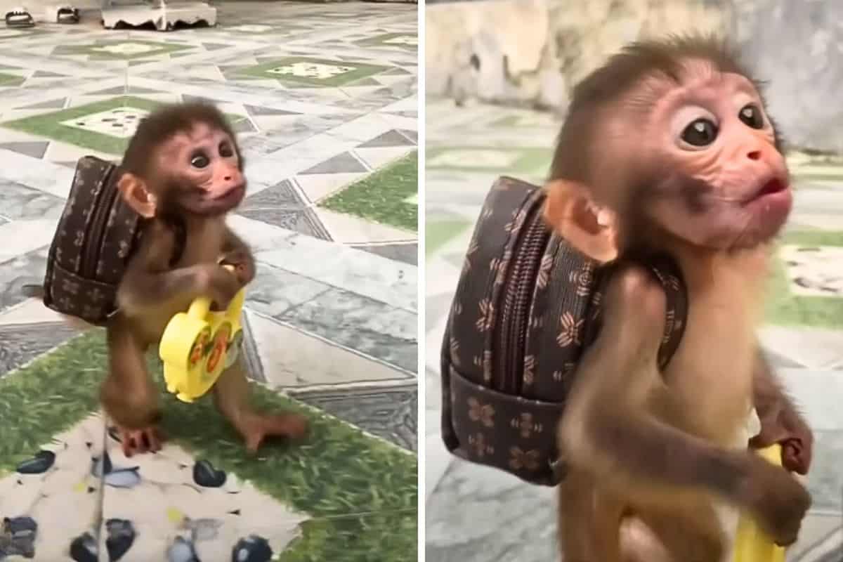 Babyaffe wird gezwungen einen Rucksack zu tragen: Der Grund dafür ist ...