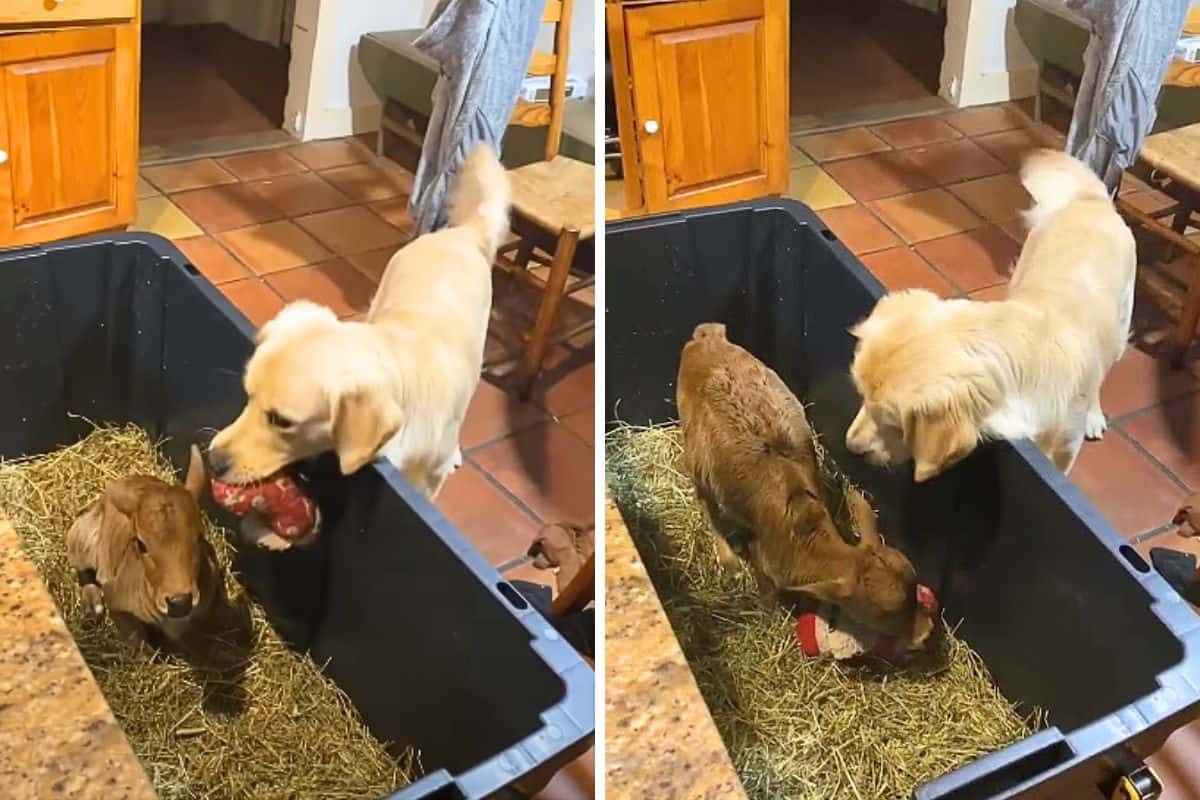 Golden Retriever trifft Baby-Rind: Was der Hund für seinen neuen Freund ...