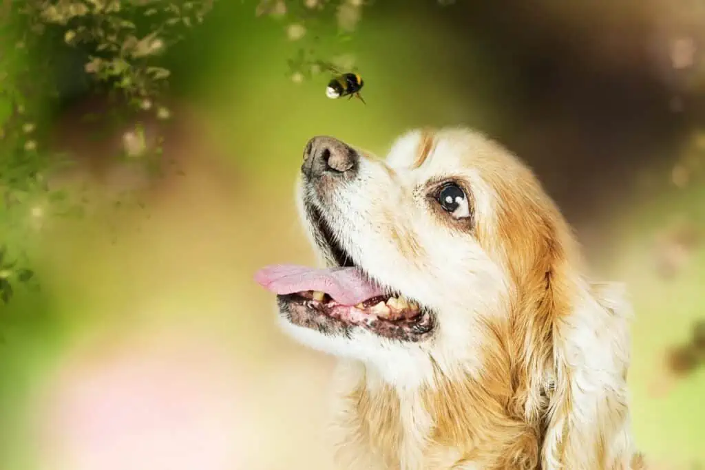 Was sind die Symptome, wenn ein Hund von einer Biene gestochen wurde?