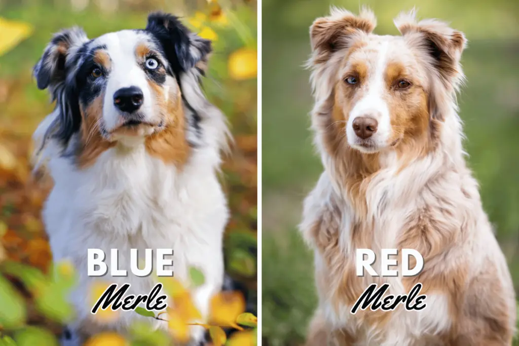 Was ist Blue Merle beim Hund?