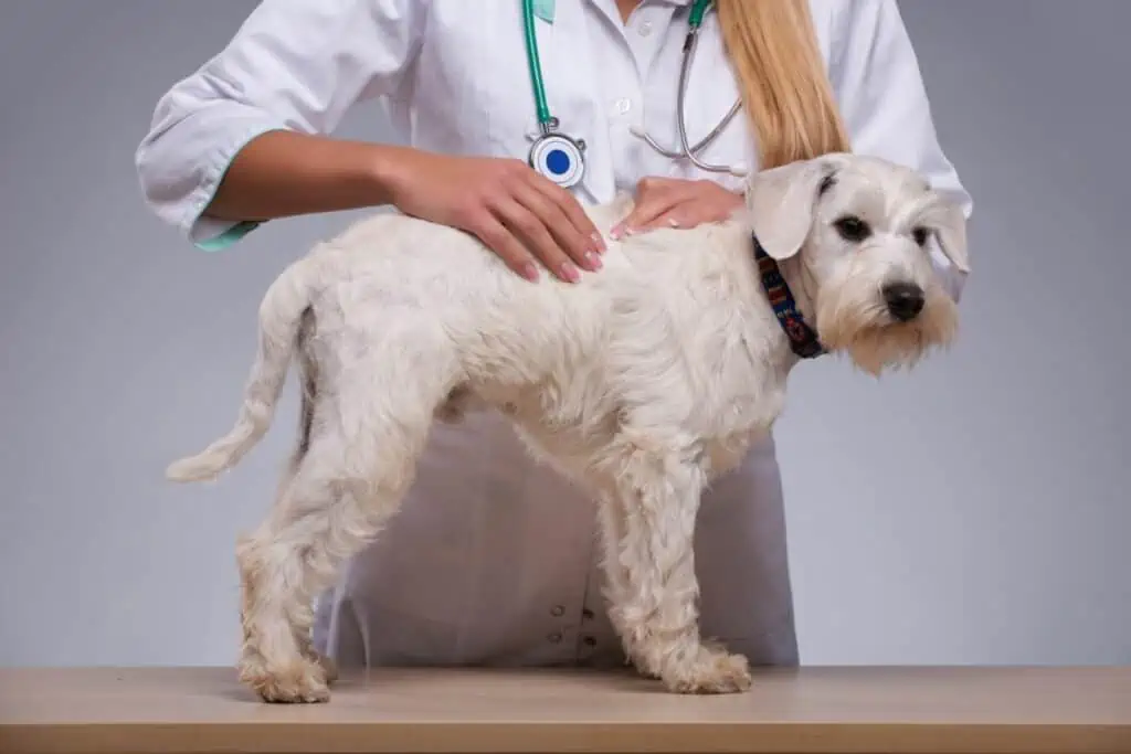 Wann du beim Cushing-Syndrom zum Tierarzt solltest 
