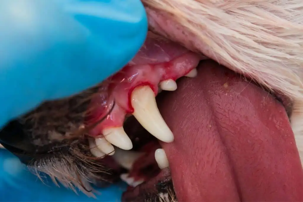 Wie sieht entzündetes Zahnfleisch beim Hund aus?