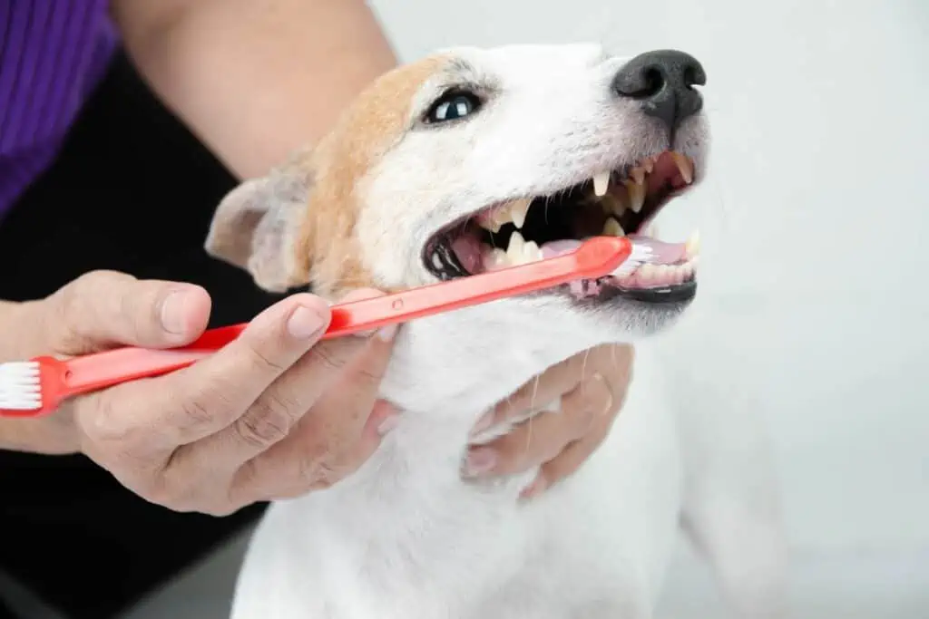 Wie kann man gesundes Zahnfleisch beim Hund fördern?