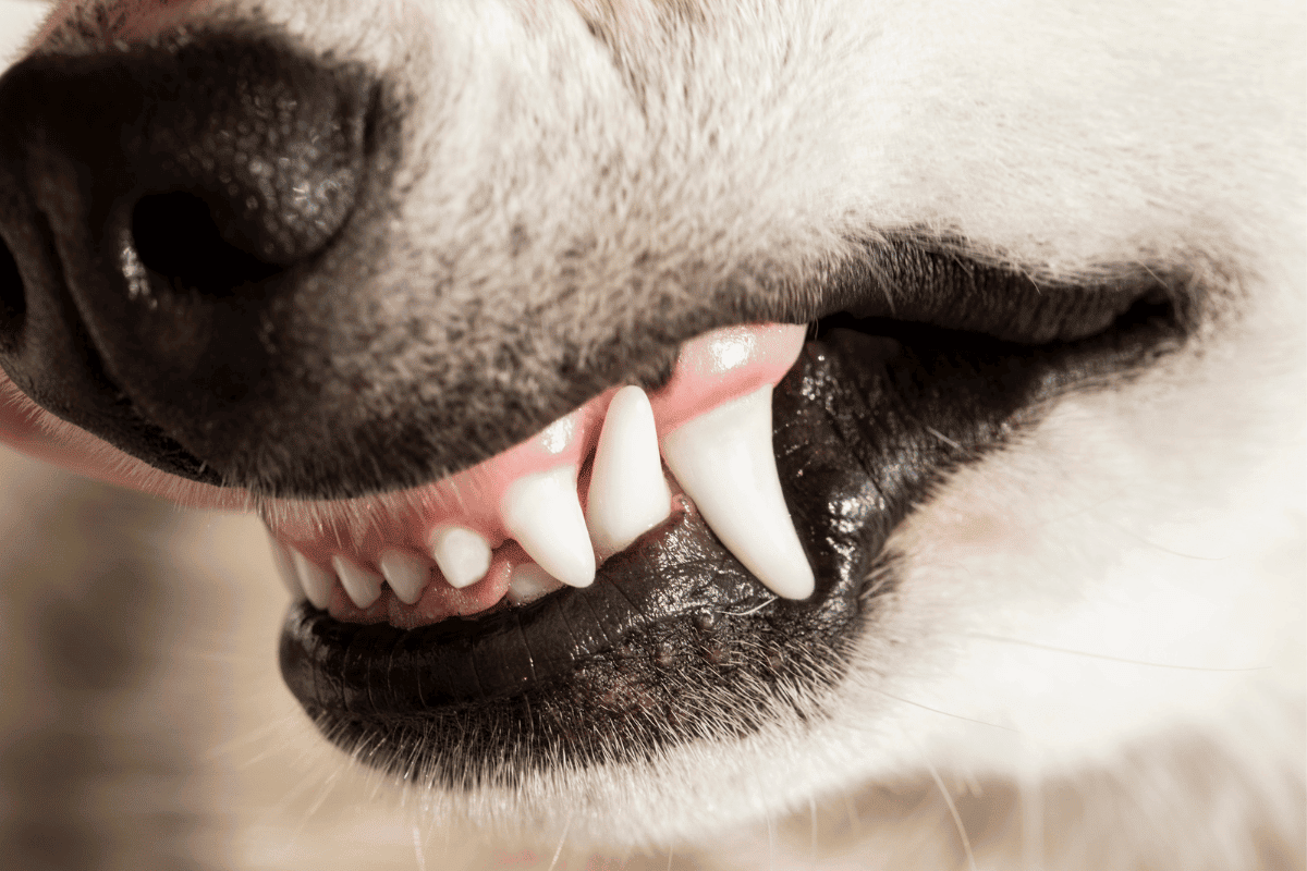 Gesundes Zahnfleisch beim Hund: Aussehen & Farben erklärt