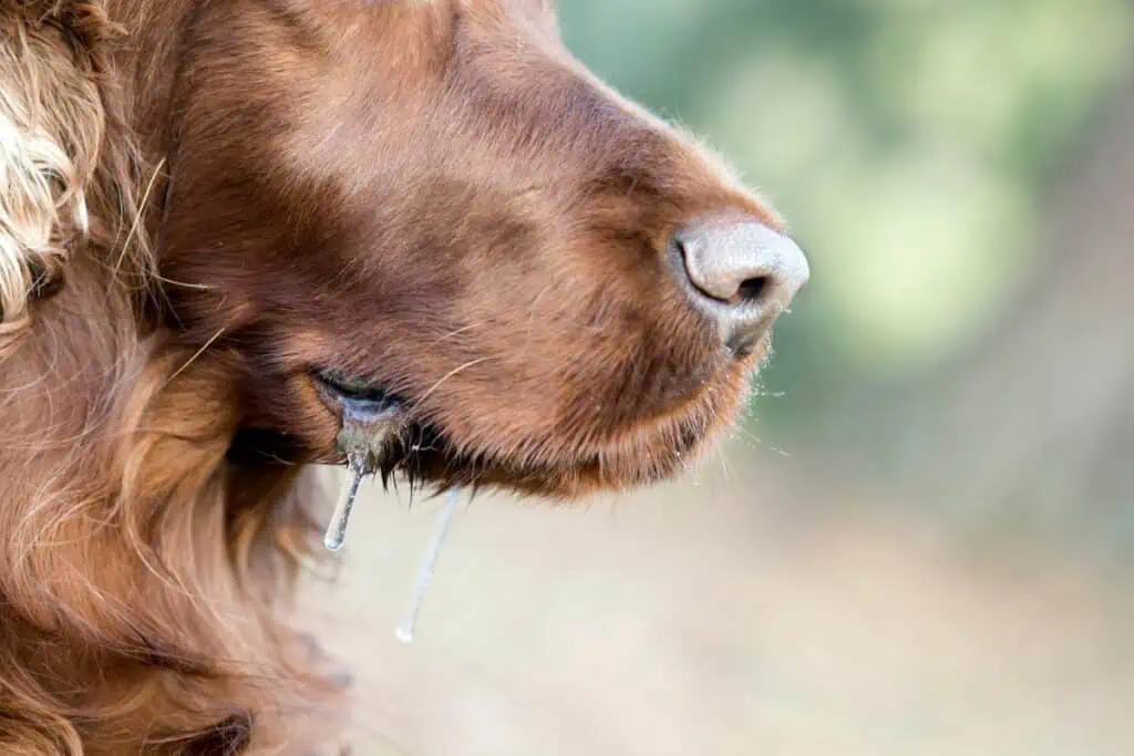 Was sind die Symptome, wenn ein Hund einen Giftköder gefressen hat?