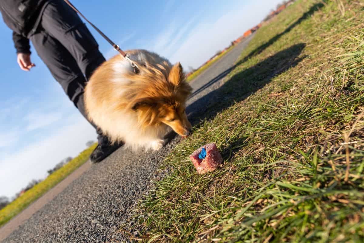 Hund hat Giftköder gefressen Typische Symptome &