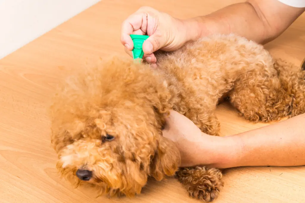 Wie kann man Haarlinge beim Hund entfernen?