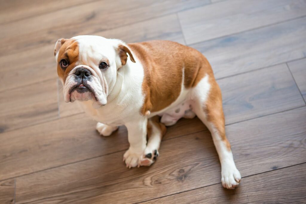 Welche Ursachen kann Head Bobbing bei Hunden haben?