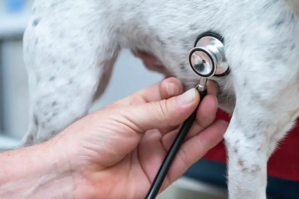 Was sind Herzgeräusche bei Hunden, und wie erkenne ich sie?
