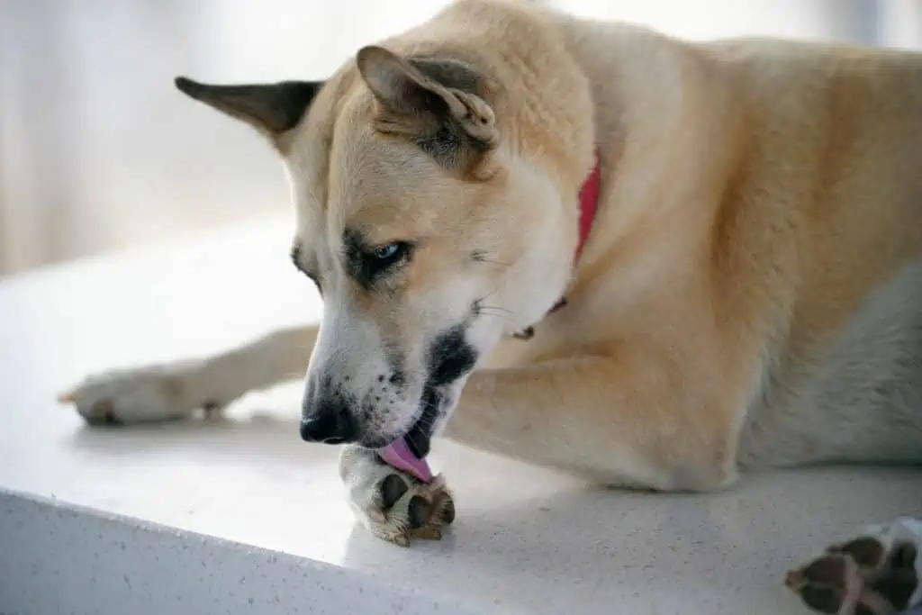 Welche Symptome treten bei einer Gräserallergie beim Hund auf?