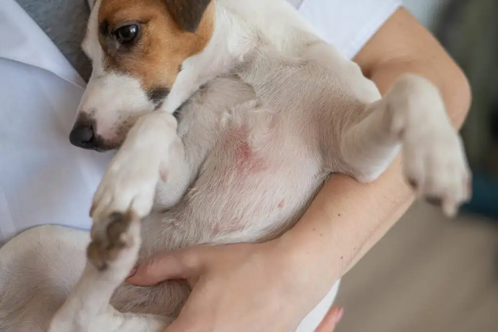 Wie können eine Gräserallergie und Heuschnupfen beim Hund behandelt werden?