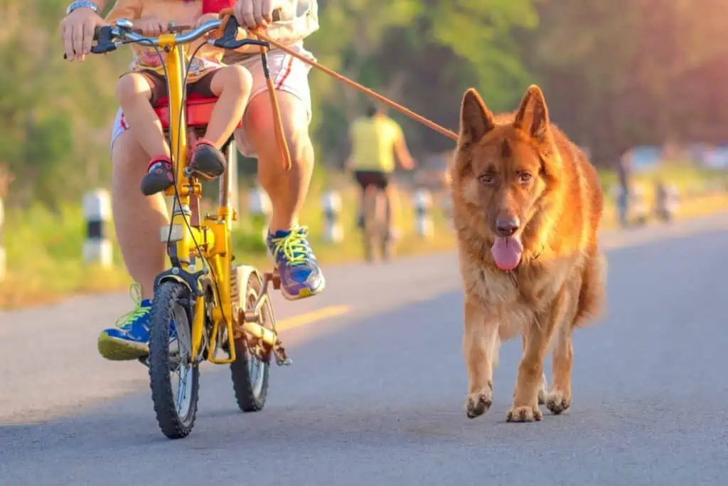 Ist es Tierquälerei, wenn man seinen Hund am Fahrrad mitführt?