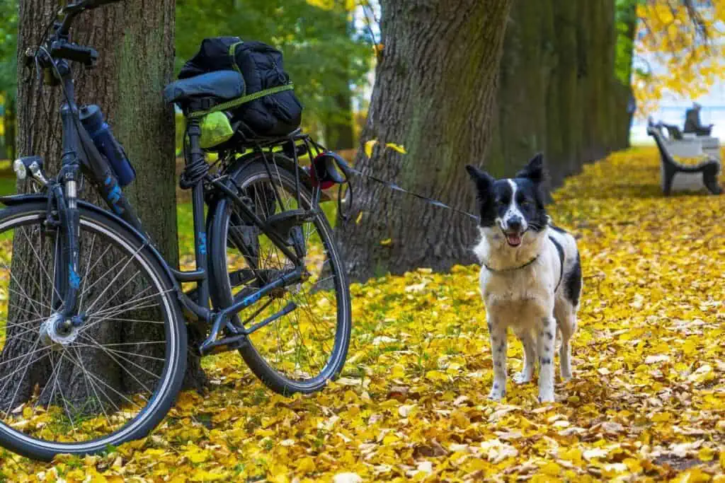 Welche Hunderassen eignen sich am besten zum Führen am Fahrrad und welche nicht?