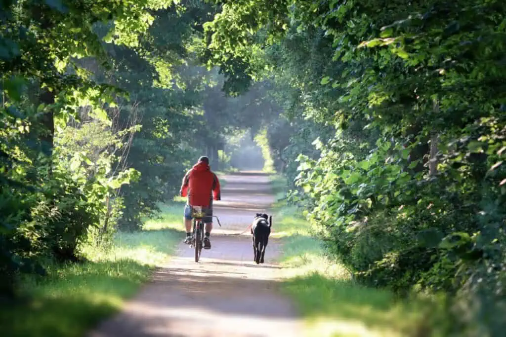 Wie kann man seinen Hund am Fahrrad richtig führen, um Tierquälerei zu vermeiden?