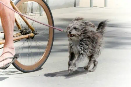 hund am fahrrad tierquälerei