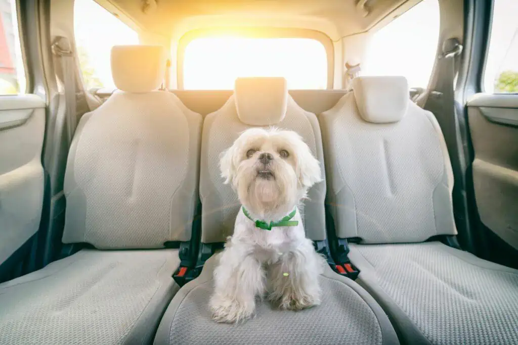 Welche Strafen drohen, wenn ich meinen Hund nicht im Auto anschnalle?