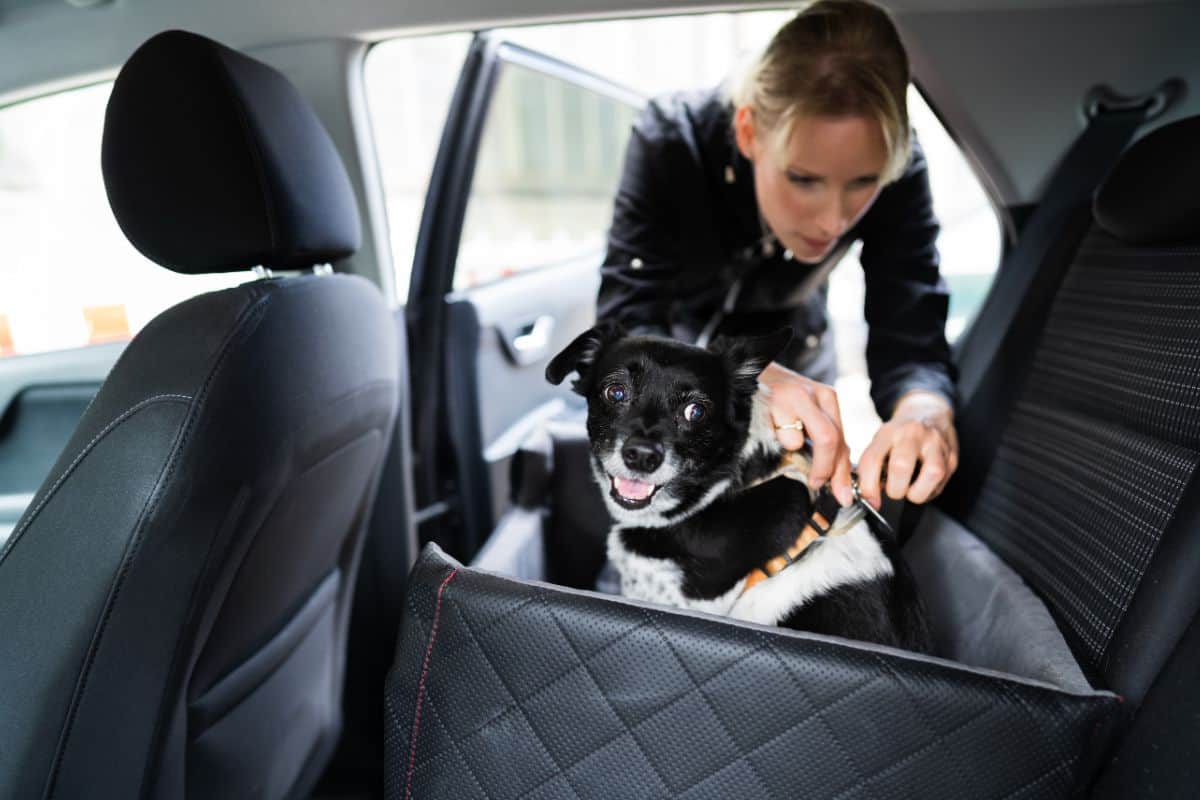 Anschnallen im Auto - Regeln für Hunde in Deutschland