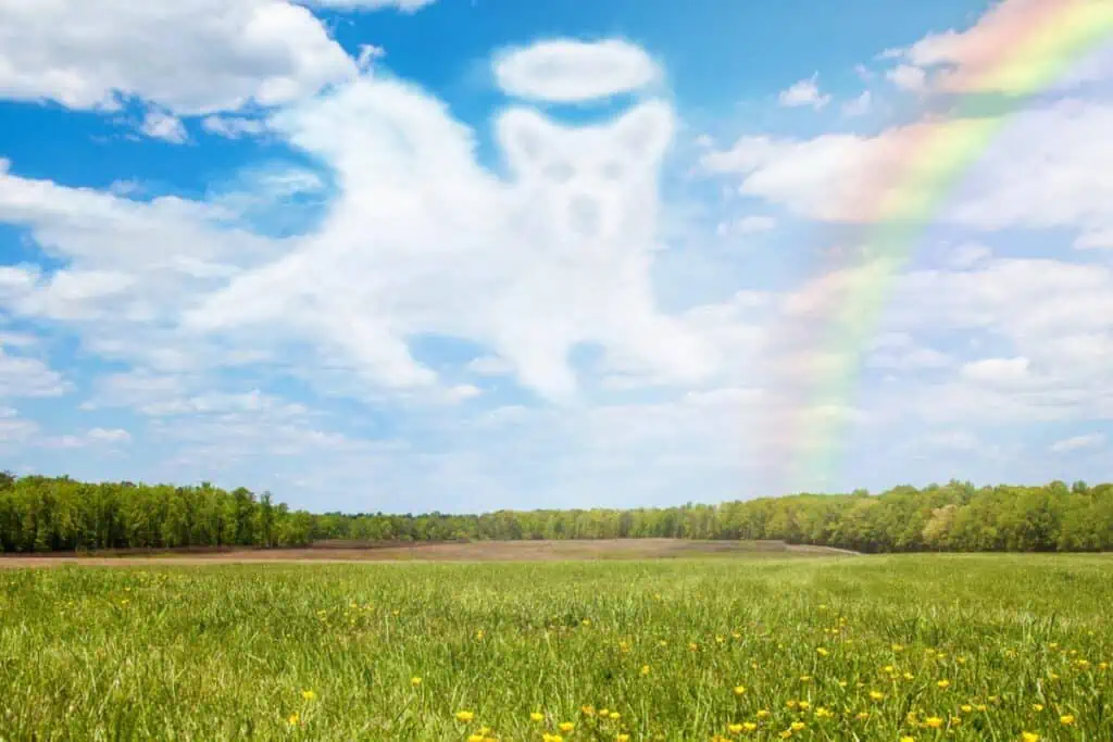 hund geht über regenbogenbrücke