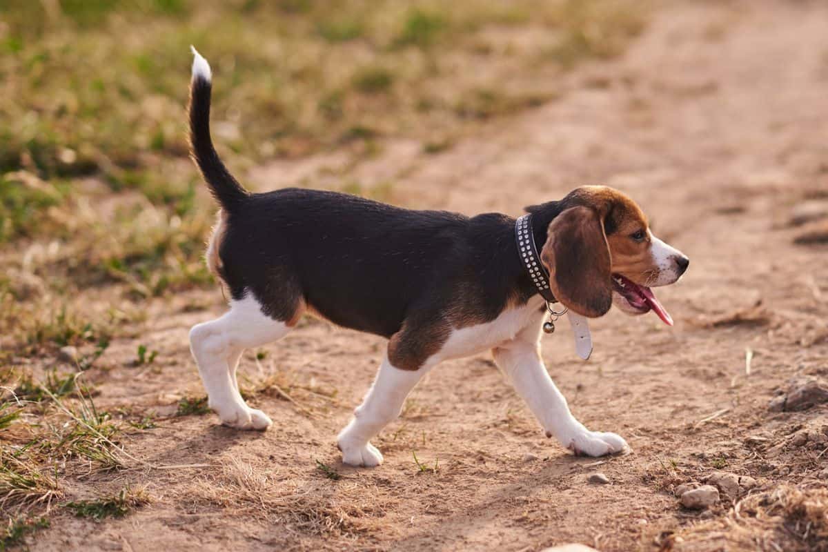 Hund Zieht Hinterbein Hoch Nach Aufstehen Hund humpelt mit Hinterbein: 8 Ursachen & Behandlung