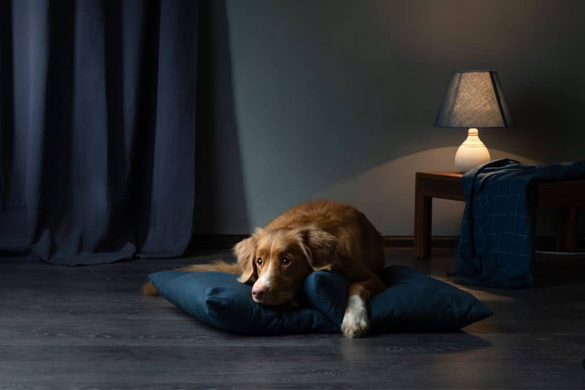 Hund hustet nachts Daran kann es liegen! (Ratgeber)