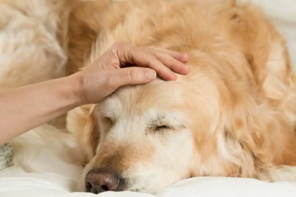 Welche typischen Nebenwirkungen können bei einer Hundeimpfung auftreten?
