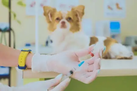 hund impfung nebenwirkungen