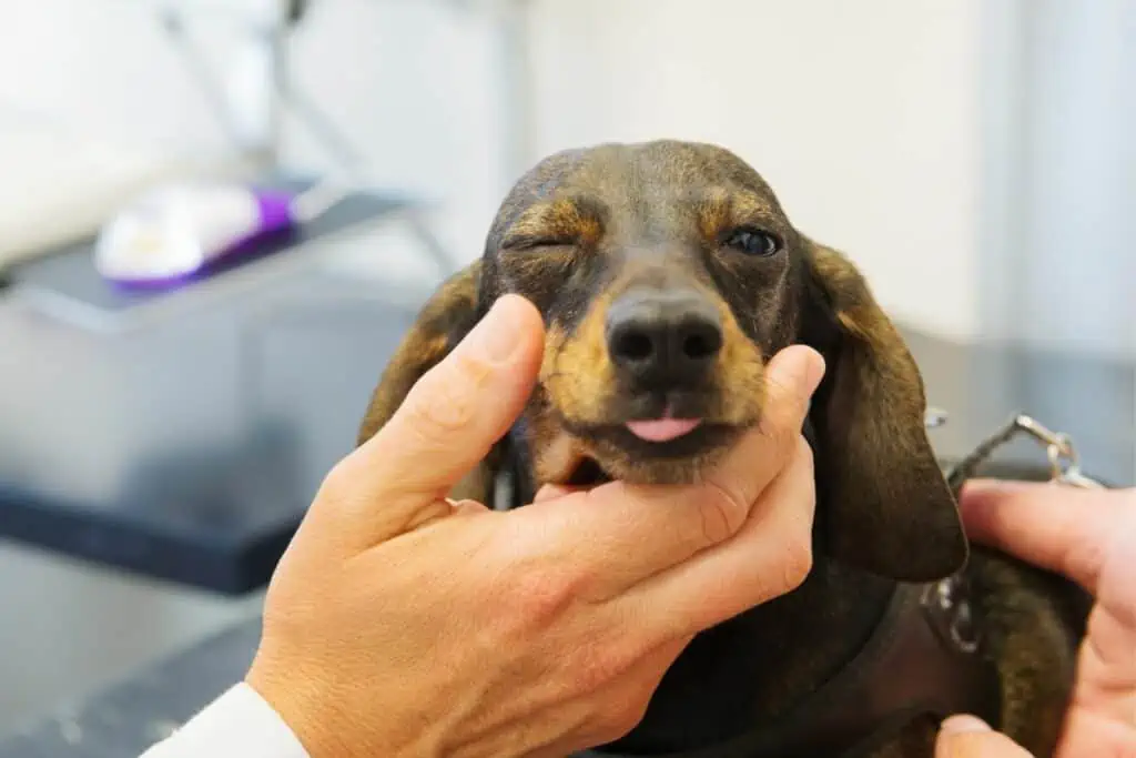 Wann mit meinem Hund zum Tierarzt, wenn er ein Auge zukneift?