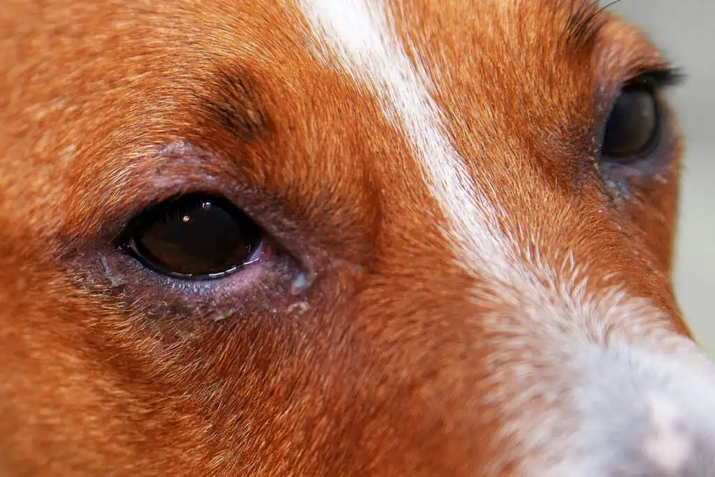 Welche Krankheiten können tränende Augen bei Hunden verursachen?
