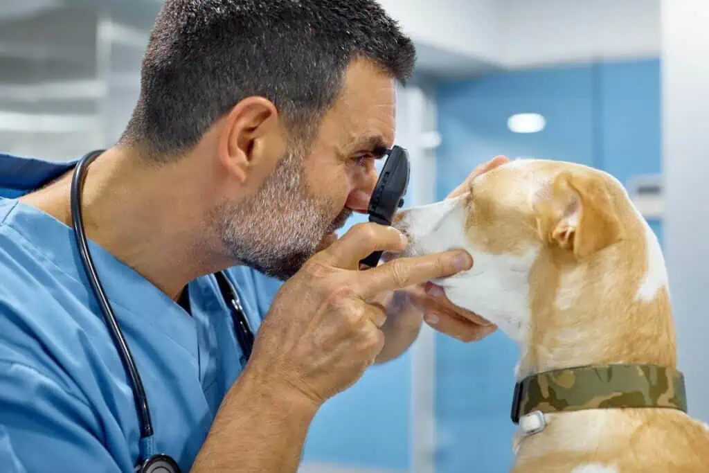 Wann sollte ich mit meinem Hund zum Tierarzt gehen, wenn er tränende Augen hat?