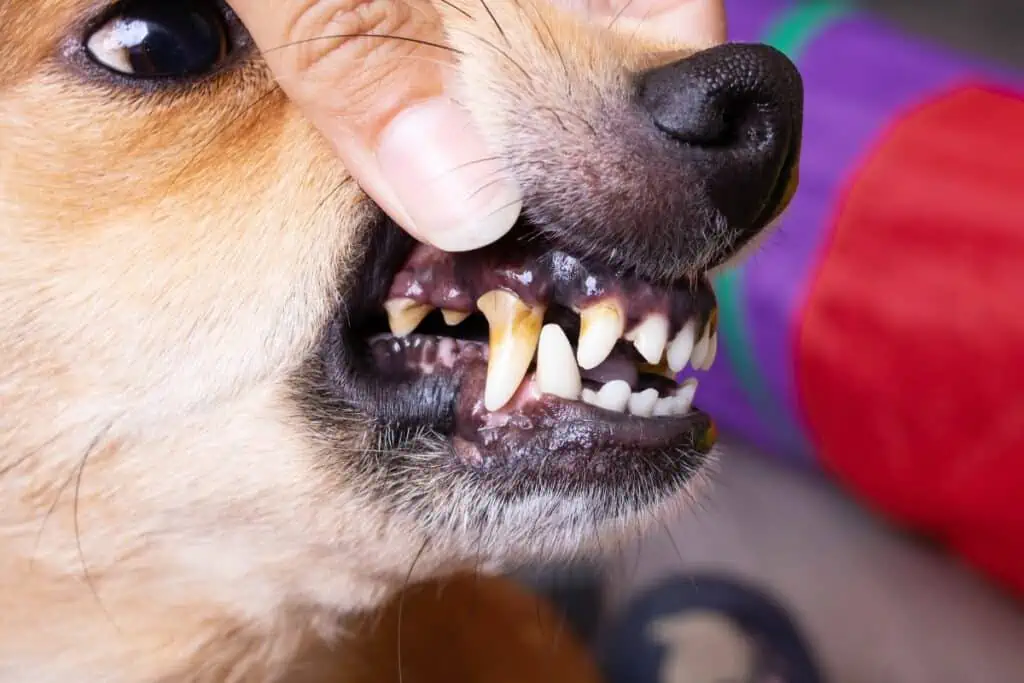 Kann Kokosöl Zahnstein beim Hund entfernen?