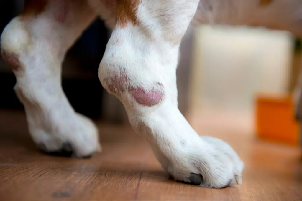 Was sind die Symptome einer Zerrung im Hinterbein bei Hunden?