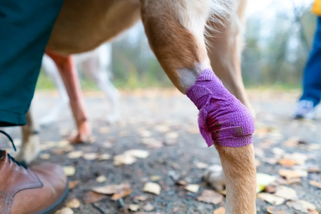 Wie wird eine Zerrung im Hinterbein bei Hunden behandelt?
