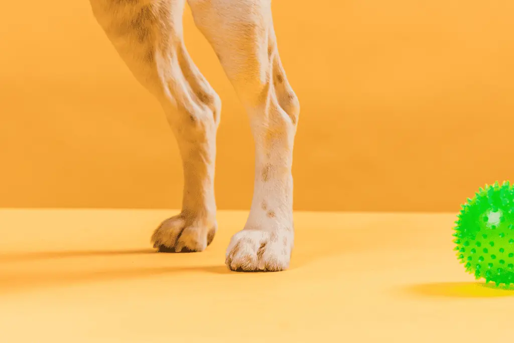 Wie lange dauert es, bis eine Zerrung im Hinterbein bei Hunden verheilt?